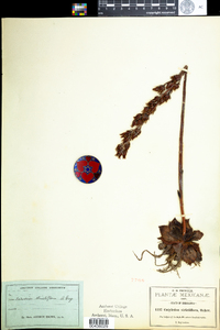 Image of Echeveria strictiflora