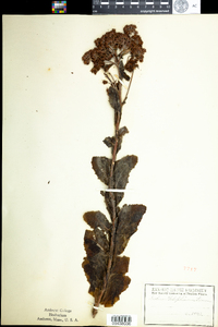 Hylotelephium telephium image