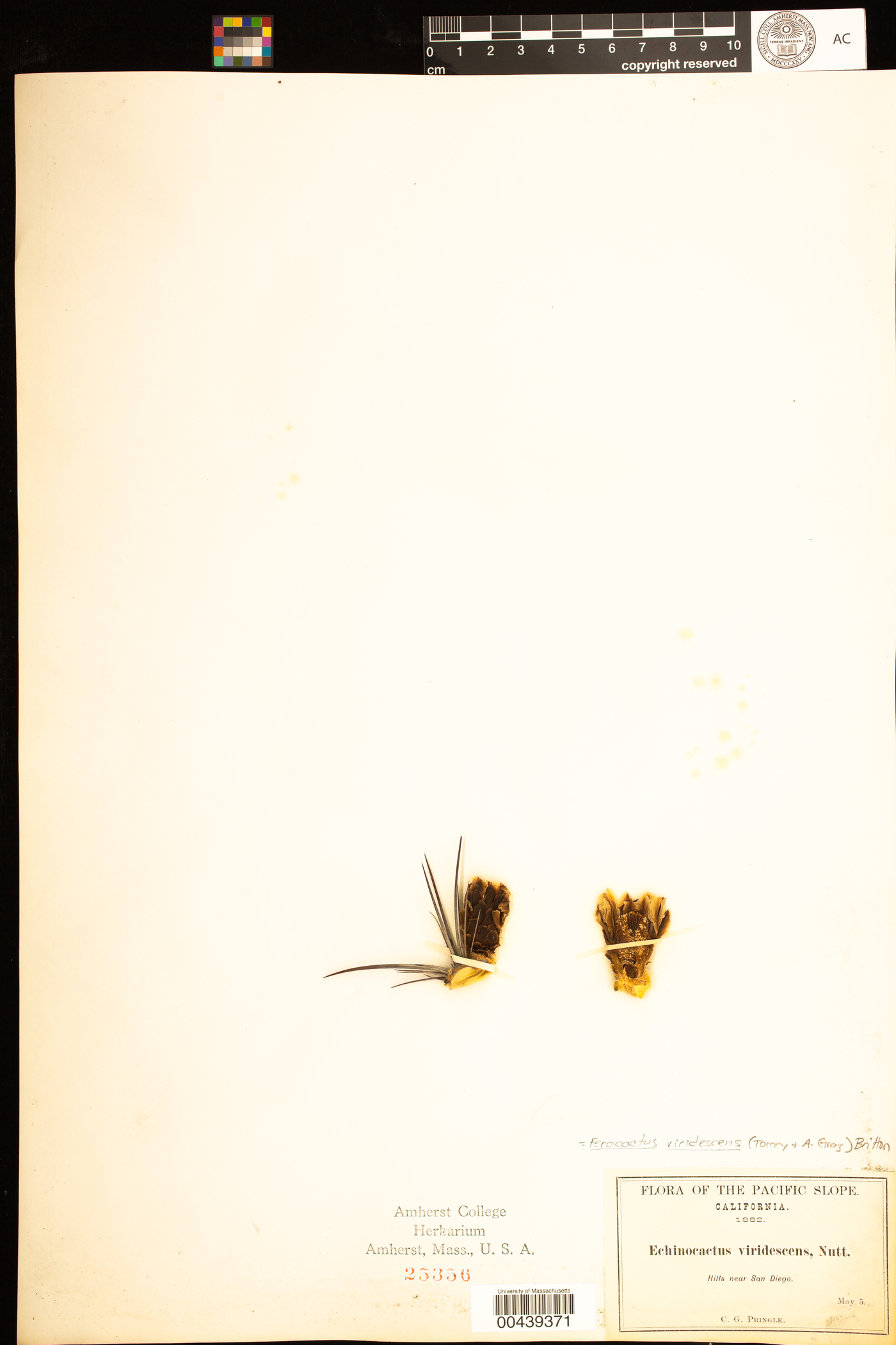 Ferocactus viridescens image