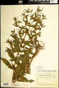 Epilobium ciliatum image