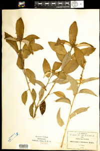 Image of Croton cortesianus