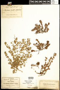 Chamaesyce adenoptera ssp. pergamena image