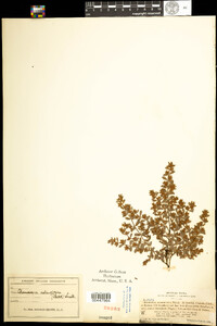 Chamaesyce adenoptera ssp. pergamena image