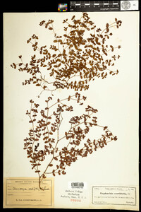 Chamaesyce cordifolia image