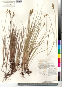 Carex bonplandii image