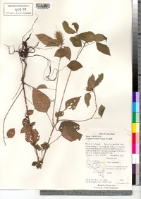 Image of Acalypha arvensis