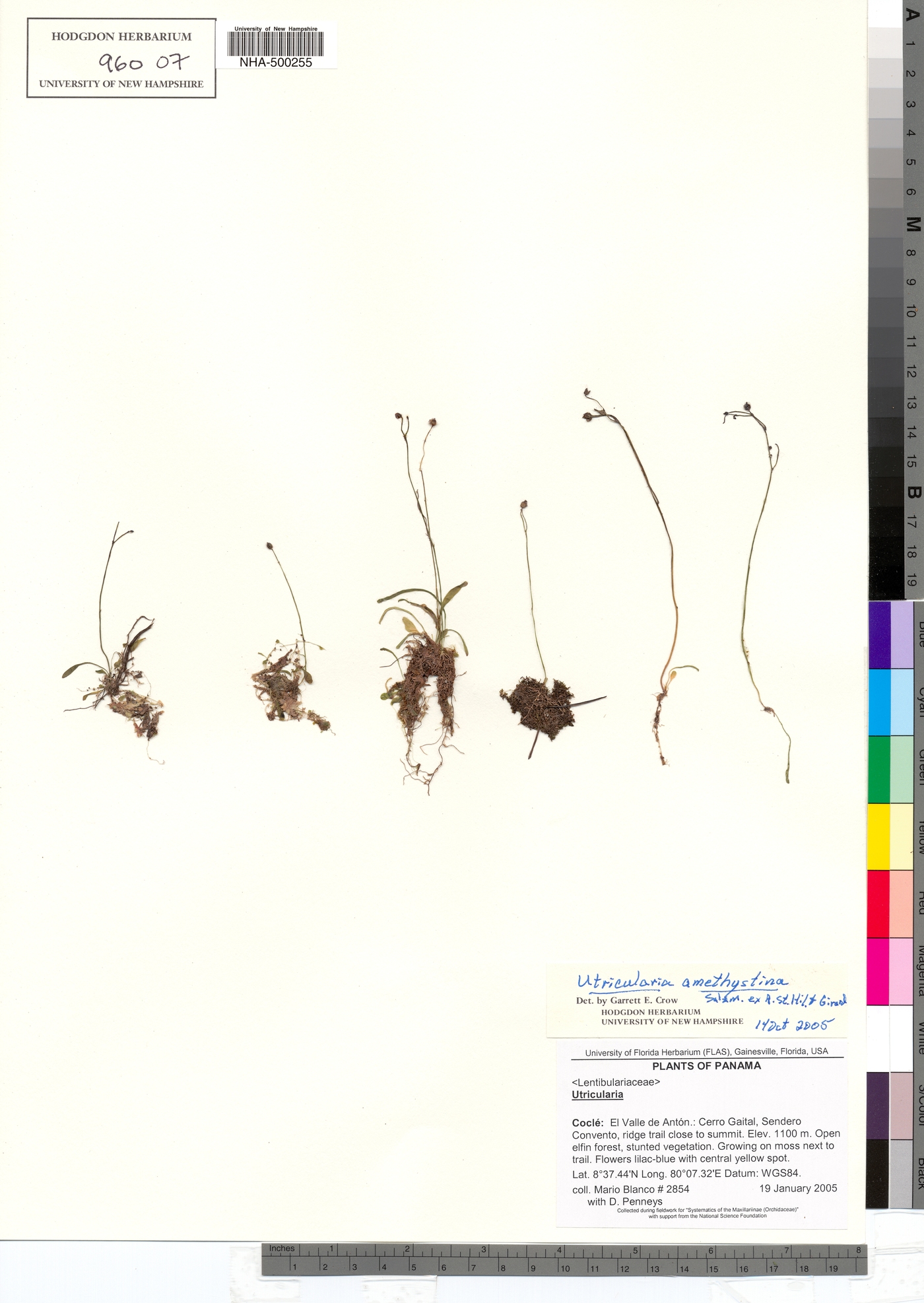 Utricularia amethystina image