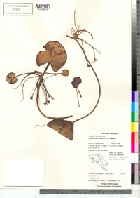 Image of Nymphoides indica
