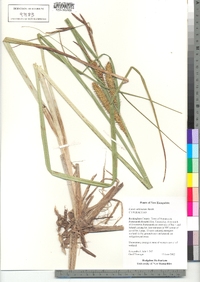 Carex utriculata image