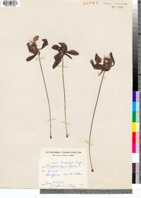 Pinguicula vulgaris image