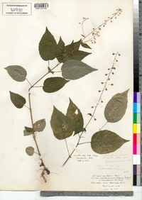 Circaea quadrisulcata image