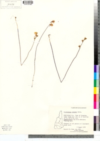 Utricularia cornuta image