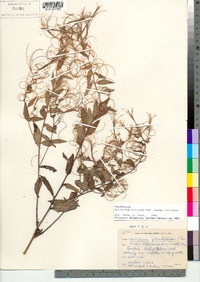 Epilobium ciliatum ssp. ciliatum image