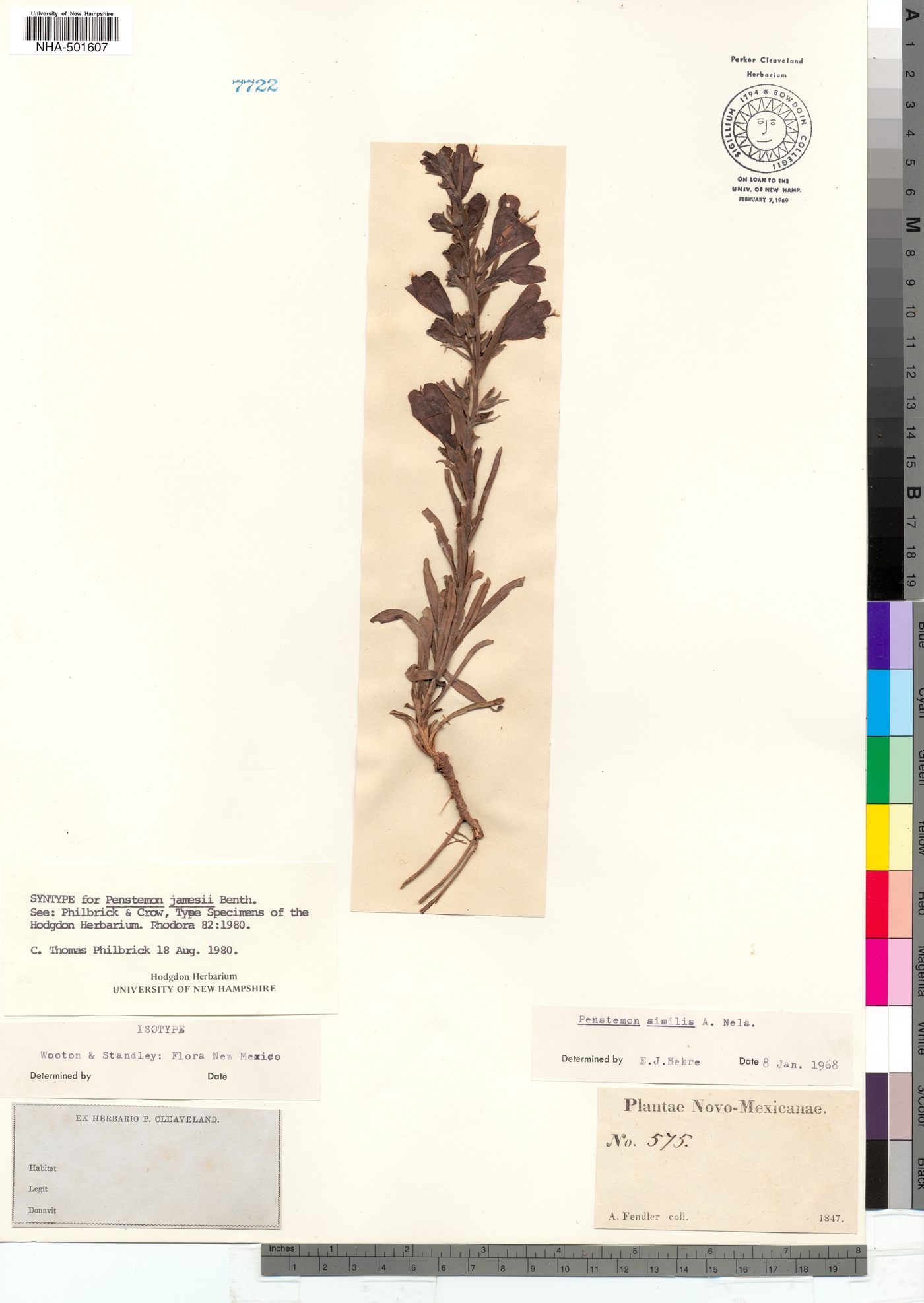 Penstemon jamesii image