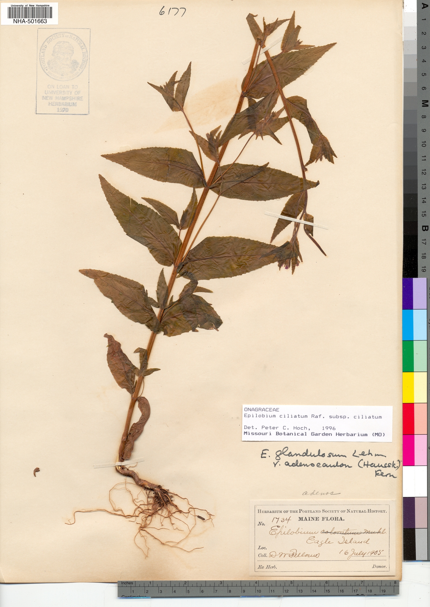 Epilobium ciliatum ssp. ciliatum image