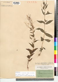 Epilobium ciliatum ssp. ciliatum image