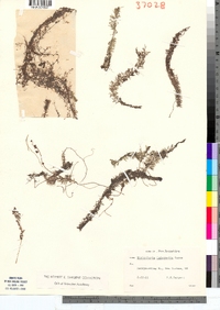 Utricularia intermedia image