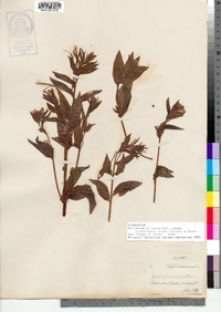 Epilobium ciliatum ssp. glandulosum image