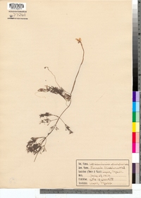 Utricularia purpurea image