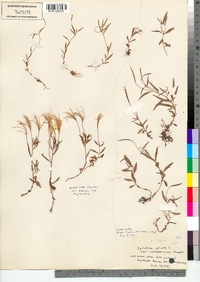 Epilobium palustre image