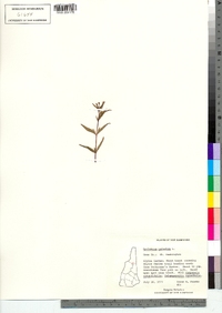 Epilobium palustre image