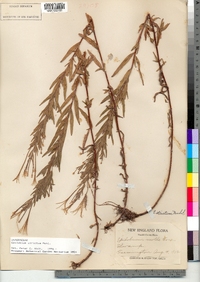 Epilobium strictum image