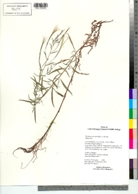 Epilobium strictum image