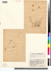 Utricularia resupinata image