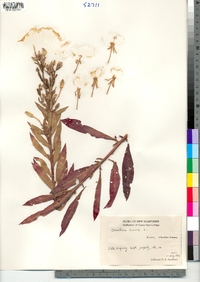 Oenothera biennis image