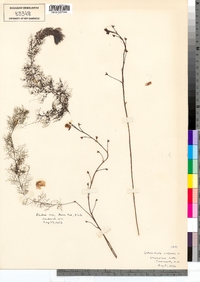 Utricularia macrorhiza image