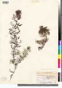 Utricularia macrorhiza image