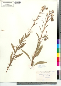 Oenothera perennis image