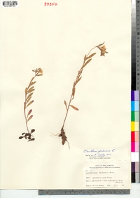 Oenothera perennis image