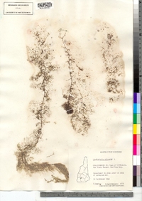 Utricularia macrorhiza image