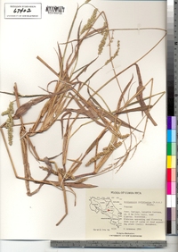 Echinochloa crus-galli image