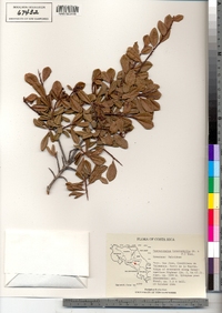 Image of Hesperomeles obtusifolia
