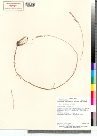 Image of Polygala leptocaulis