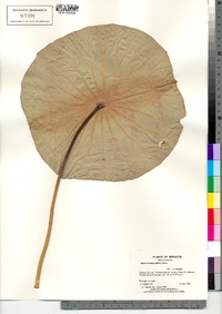 Nelumbo lutea image