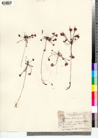 Drosera rotundifolia image