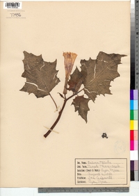 Datura stramonium image