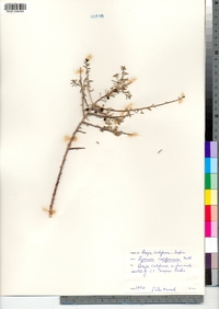 Image of Lycium californicum