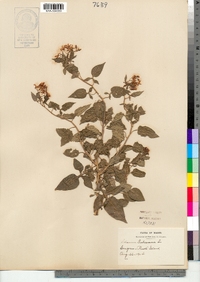 Solanum dulcamara image