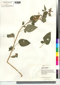 Solanum dulcamara image