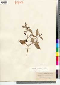 Solanum americanum image