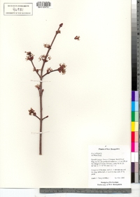 Acer rubrum image