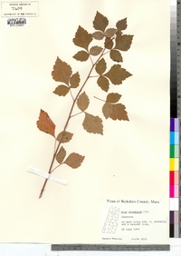 Rhus aromatica image