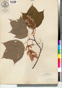 Acer pensylvanicum image