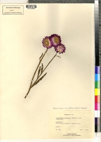 Image of Xerochrysum bracteatum