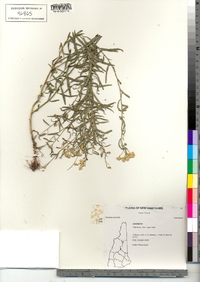 Image of Euthamia galetorum