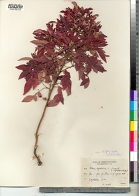 Rhus copallinum var. latifolia image